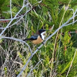 Acanthorhynchus tenuirostris at Isaacs, ACT - 24 Jun 2023