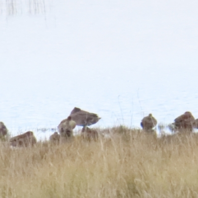 Stictonetta naevosa (Freckled Duck) at Lake George, NSW - 24 Jun 2023 by TomW