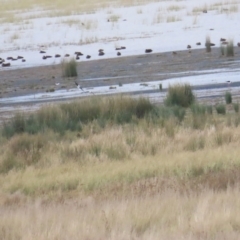 Himantopus leucocephalus at Lake George, NSW - 24 Jun 2023