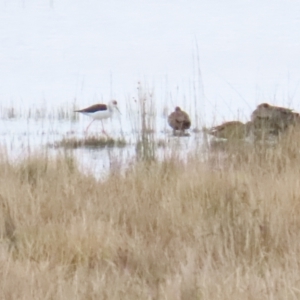 Himantopus leucocephalus at Lake George, NSW - 24 Jun 2023