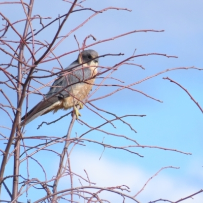 Falco longipennis (Australian Hobby) at Molonglo Valley, ACT - 24 Jun 2023 by TomW