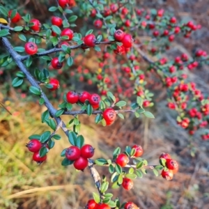 Cotoneaster microphyllus at Jerrabomberra, ACT - 24 Jun 2023