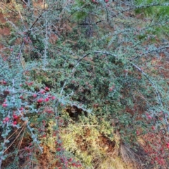 Cotoneaster microphyllus at Jerrabomberra, ACT - 24 Jun 2023 03:54 PM