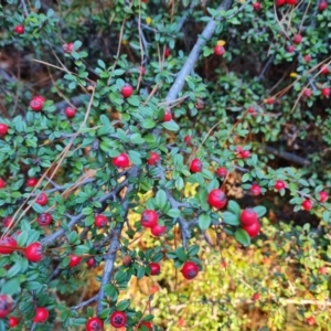 Cotoneaster microphyllus at Jerrabomberra, ACT - 24 Jun 2023 03:54 PM