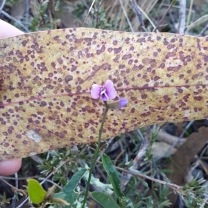 Hovea heterophylla at Molonglo Valley, ACT - 24 Jun 2023