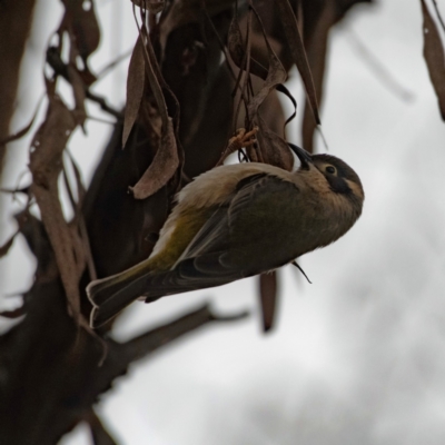 Melithreptus brevirostris (Brown-headed Honeyeater) at The Pinnacle - 12 Jun 2023 by Untidy