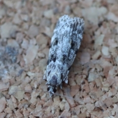 Scoparia (genus) at Moruya, NSW - 24 Jun 2023 by LisaH