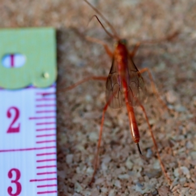 Unverified Wasp (Hymenoptera, Apocrita) at  - suppressed by LisaH
