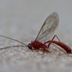 Unidentified Parasitic wasp (numerous families) at Moruya, NSW - 24 Jun 2023 by LisaH