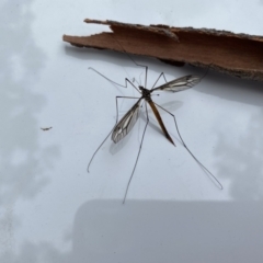 Ptilogyna sp. (genus) at Tallong, NSW - 26 Mar 2022 03:41 PM