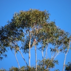 Callocephalon fimbriatum (Gang-gang Cockatoo) at Moruya, NSW - 24 Jun 2023 by LisaH