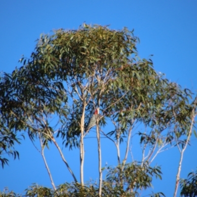 Callocephalon fimbriatum (Gang-gang Cockatoo) at Moruya, NSW - 24 Jun 2023 by LisaH