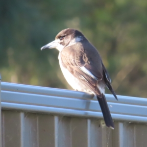 Cracticus torquatus at Kambah, ACT - 20 Jun 2023 03:20 PM