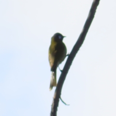 Nesoptilotis leucotis (White-eared Honeyeater) at Molonglo Valley, ACT - 24 Jun 2023 by MatthewFrawley