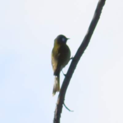 Nesoptilotis leucotis (White-eared Honeyeater) at Molonglo Valley, ACT - 24 Jun 2023 by MatthewFrawley