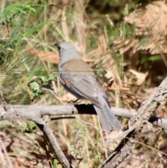 Colluricincla harmonica (Grey Shrikethrush) at Moruya, NSW - 24 Jun 2023 by LisaH