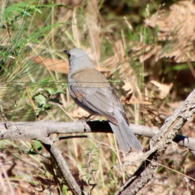 Colluricincla harmonica (Grey Shrikethrush) at Moruya, NSW - 24 Jun 2023 by LisaH