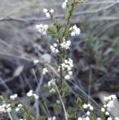 Cryptandra amara (Bitter Cryptandra) at Denman Prospect 2 Estate Deferred Area (Block 12) - 24 Jun 2023 by MatthewFrawley