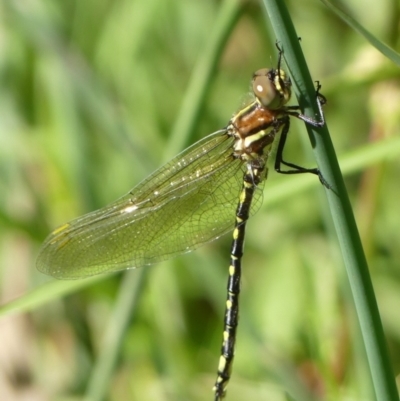 Synthemis eustalacta (Swamp Tigertail) at Melrose - 18 Dec 2022 by roman_soroka