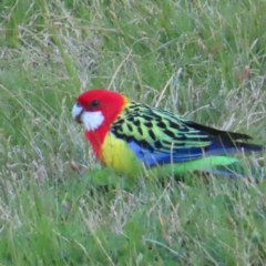 Platycercus eximius (Eastern Rosella) at Kambah, ACT - 24 Jun 2023 by MatthewFrawley