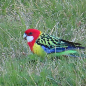 Platycercus eximius at Kambah, ACT - 24 Jun 2023