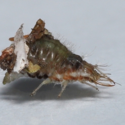 Chrysopidae (family) at  - suppressed by TimL