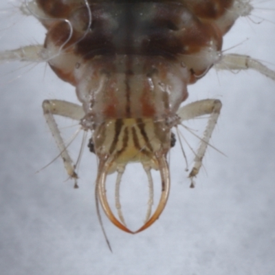 Chrysopidae (family) at Wellington Point, QLD - 24 Jun 2023 by TimL