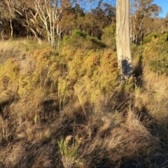 Cassinia sifton (Sifton Bush, Chinese Shrub) at Hackett, ACT - 24 Jun 2023 by waltraud