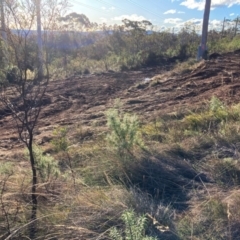 Cassinia sifton at Hackett, ACT - 24 Jun 2023