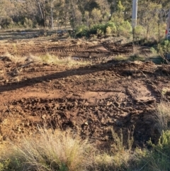 Cassinia sifton at Hackett, ACT - 24 Jun 2023 04:12 PM