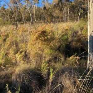 Cassinia sifton at Hackett, ACT - 24 Jun 2023 04:12 PM