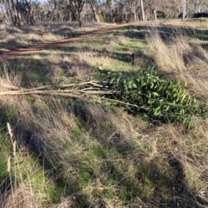 Ligustrum lucidum at Hackett, ACT - 24 Jun 2023