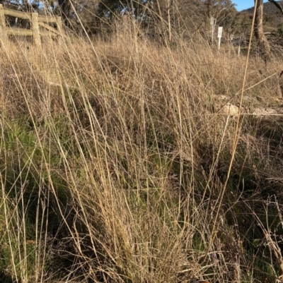Eragrostis curvula (African Lovegrass) at Hackett, ACT - 24 Jun 2023 by waltraud