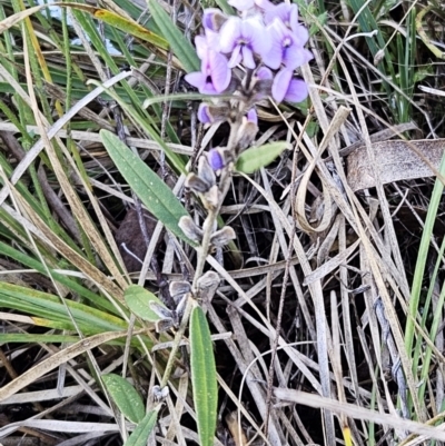 Hovea heterophylla (Common Hovea) at Hawker, ACT - 24 Jun 2023 by sangio7