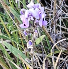 Hovea heterophylla at Hawker, ACT - 24 Jun 2023