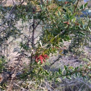 Grevillea sp. at Hackett, ACT - 24 Jun 2023