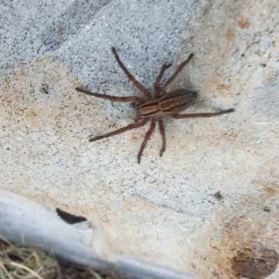 Miturga sp. (genus) (Unidentified False wolf spider) at Gungahlin, ACT - 20 Jun 2023 by ChrisHolder