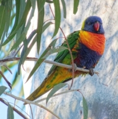 Trichoglossus moluccanus (Rainbow Lorikeet) at Downer, ACT - 25 Jun 2023 by RobertD