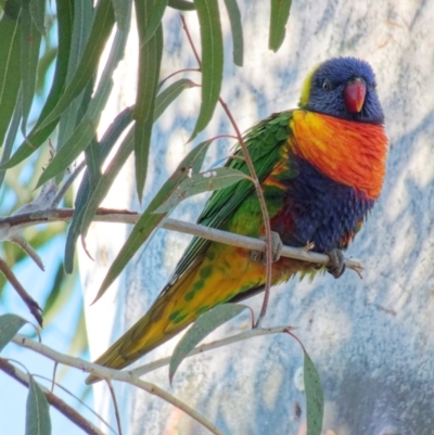 Trichoglossus moluccanus (Rainbow Lorikeet) at Downer, ACT - 25 Jun 2023 by RobertD