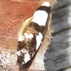 Monopis icterogastra (Wool Moth) at Narrabundah, ACT - 21 Jan 2022 by RobParnell