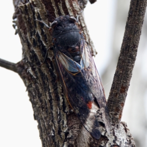 Yoyetta timothyi at Paddys River, ACT - 29 Dec 2022