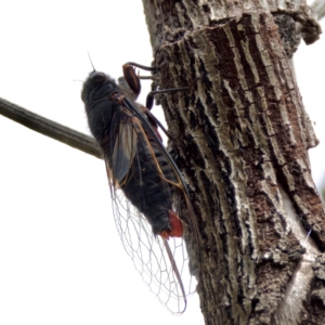 Yoyetta timothyi at Paddys River, ACT - 29 Dec 2022