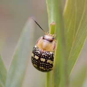 Paropsis pictipennis at Paddys River, ACT - 29 Dec 2022