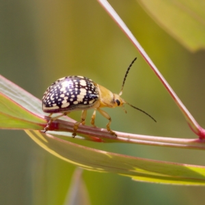 Paropsis pictipennis at Paddys River, ACT - 29 Dec 2022