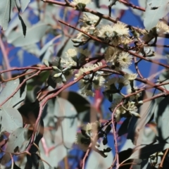 Unidentified Gum Tree at Albury, NSW - 25 Jun 2023 by KylieWaldon