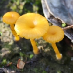 Lichenomphalia chromacea at West Albury, NSW - 25 Jun 2023 by KylieWaldon