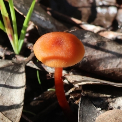 Unidentified Cap on a stem; gills below cap [mushrooms or mushroom-like] at Albury, NSW - 25 Jun 2023 by KylieWaldon