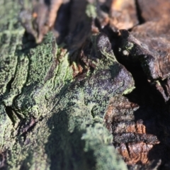 Unidentified Lichen at Albury, NSW - 25 Jun 2023 by KylieWaldon