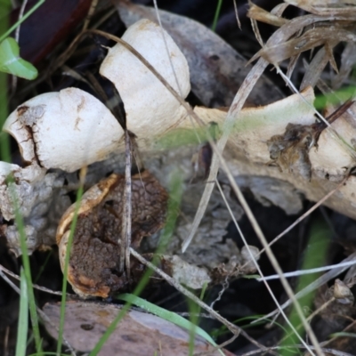 Scleroderma sp. (Scleroderma) at Albury, NSW - 25 Jun 2023 by KylieWaldon