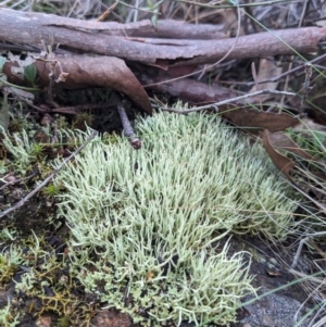 Cladonia sp. (genus) at Stromlo, ACT - 24 Jun 2023 02:58 PM